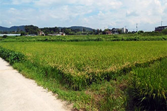 �� / �� / ������(��� �� ���� �� ���� ��)